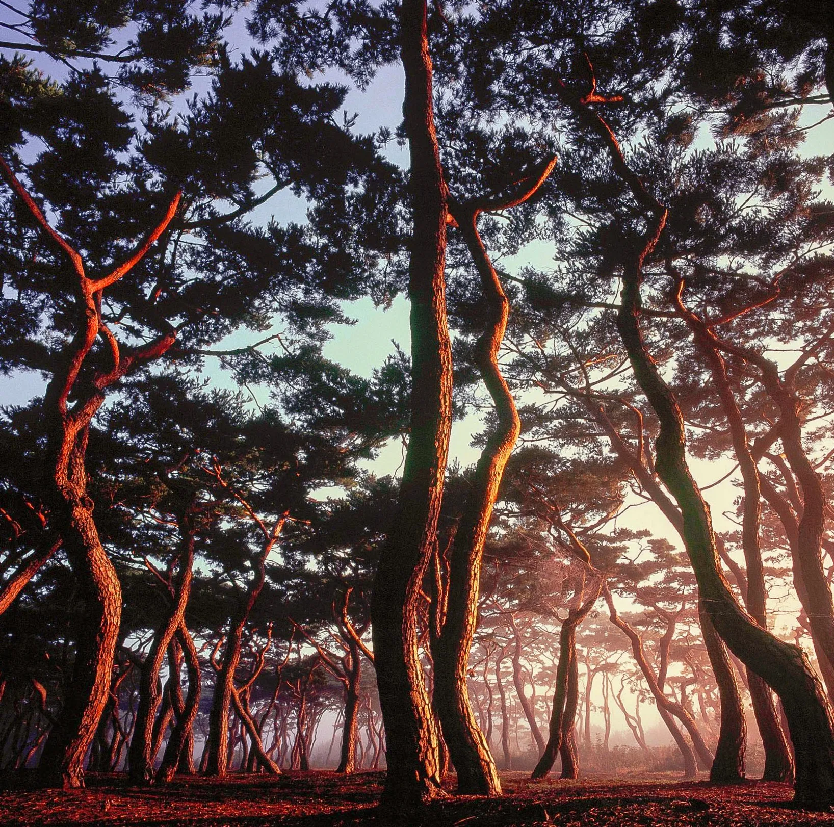 RED Ⅱ