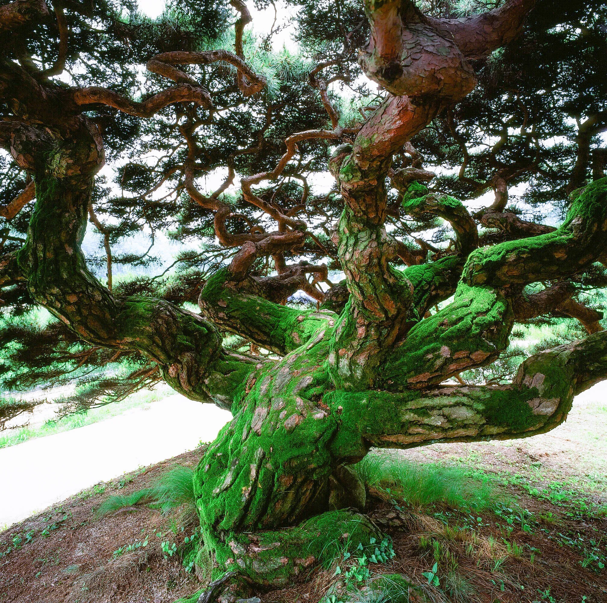 GREEN