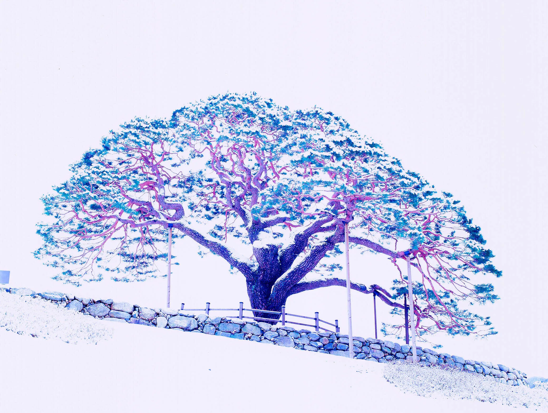 PURPLE & BLUE